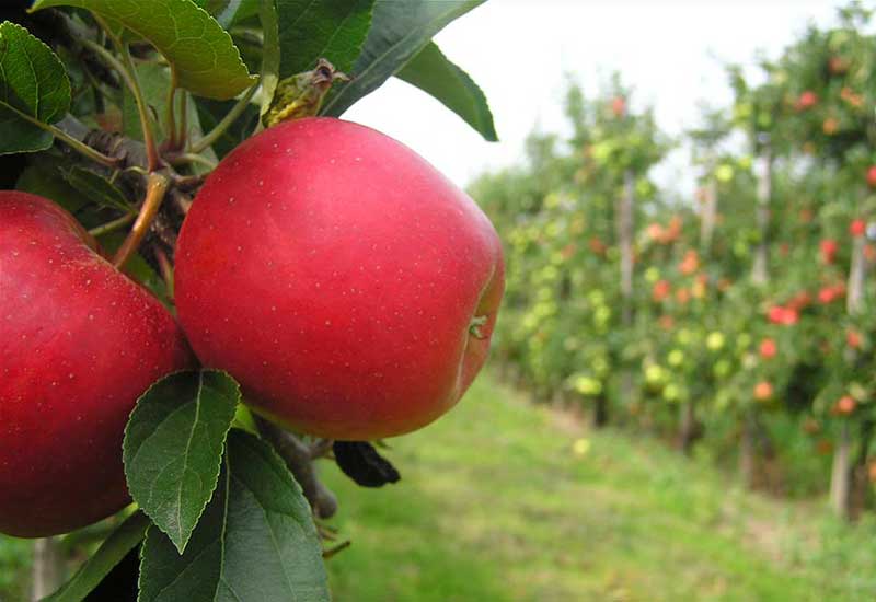 Kwitnące sady Holandii