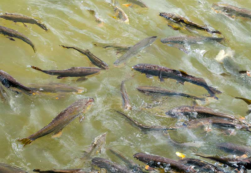 Cudowne wydarzenia w Holandii