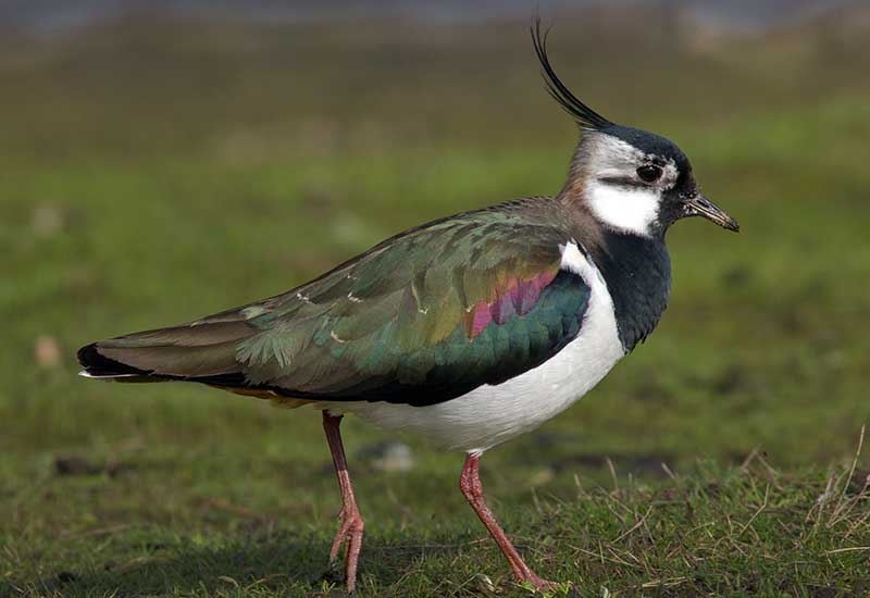Czajka - czyli wiosenne emocje Holendrów