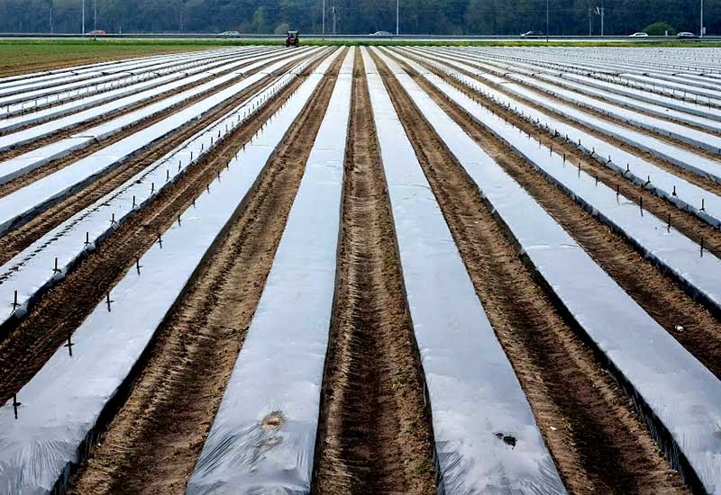 Holandia eksportowym gigantem warzyw