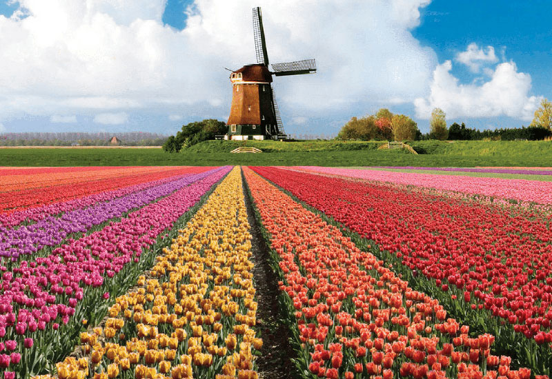 Festiwal tulipanów Keukenhof