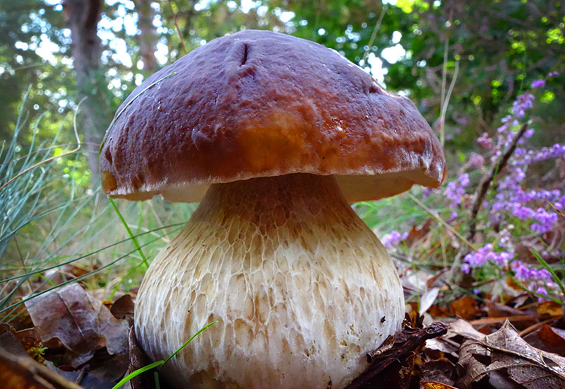 Grzybobranie w Holandii