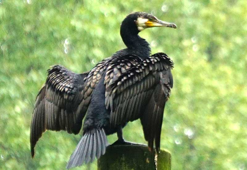 Holenderskie ptaki II