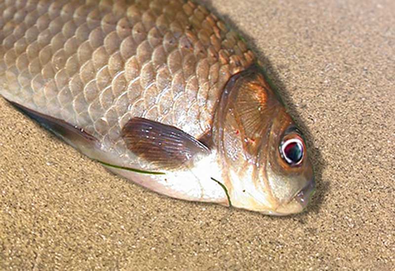 Osobliwe holenderskie porzekadła