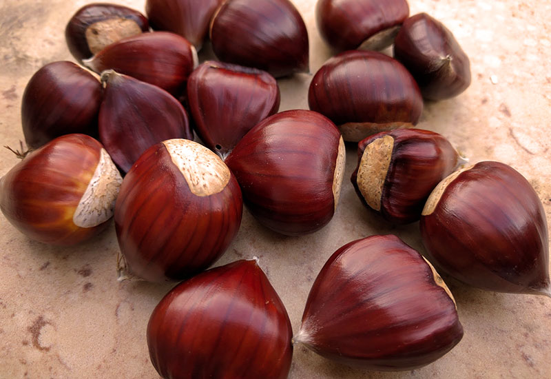 Kasztany dzikie i jadalne