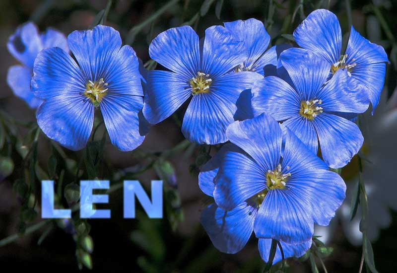 Wspaniałe właściwości lnu