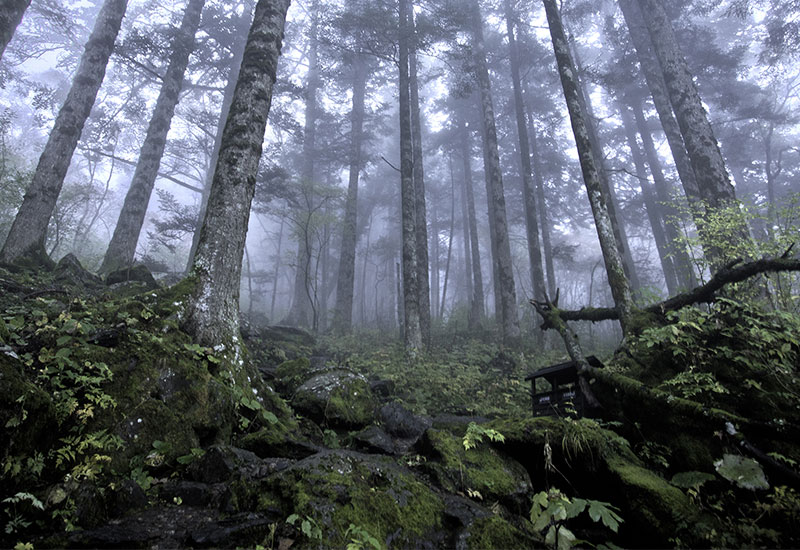 Leśny portal społecznościowy