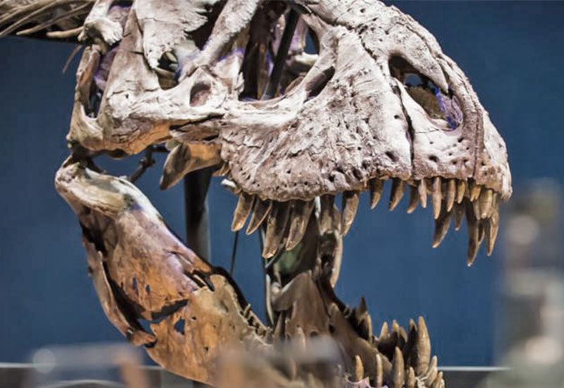 Muzeum Historii Naturalnej w Lejdzie - Naturalis