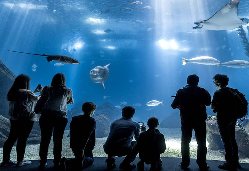 Najpopularniejsze ogrody zoologiczne w Holandii