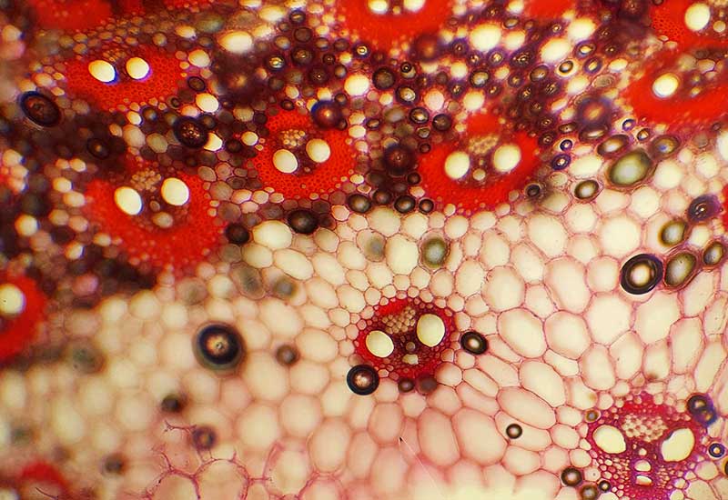 O wyższości unii komórek