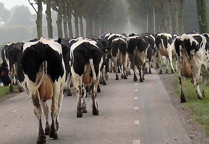 Co Holender mówi o sobie?