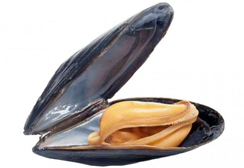 Mule i ostrygi czyli owoce morza Holandii