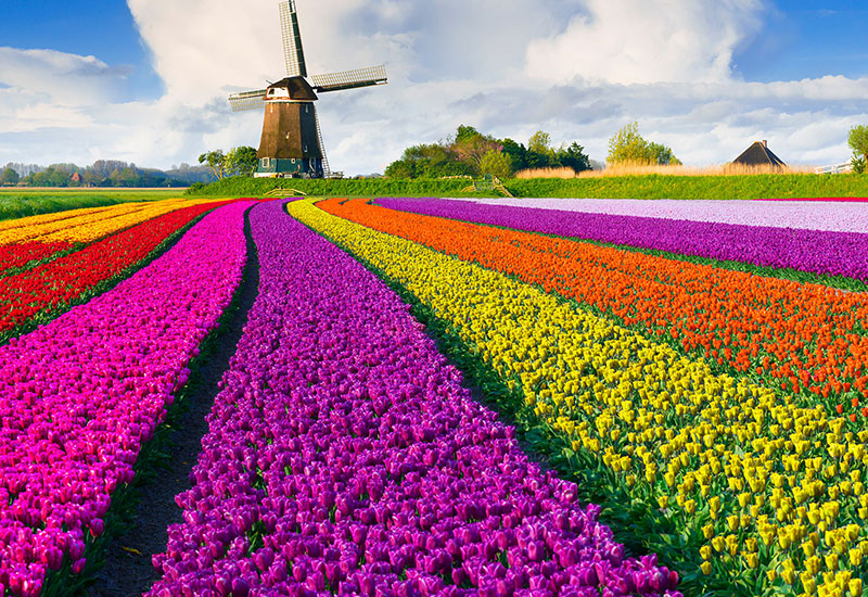 Parada kwitnących tulipanów