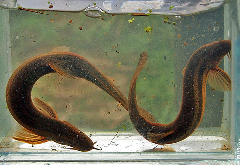 Piskorz meteorologiczny