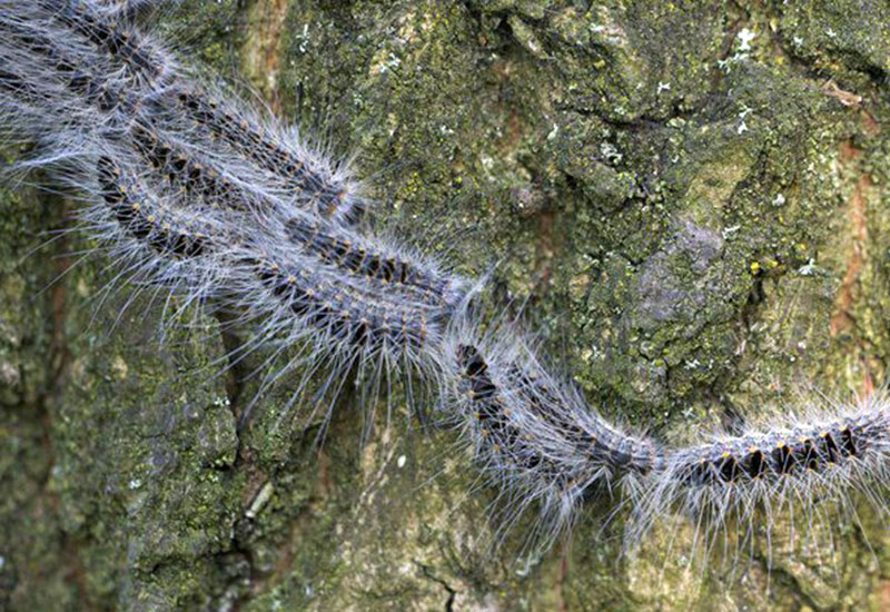 Plagi gąsienic w Europie