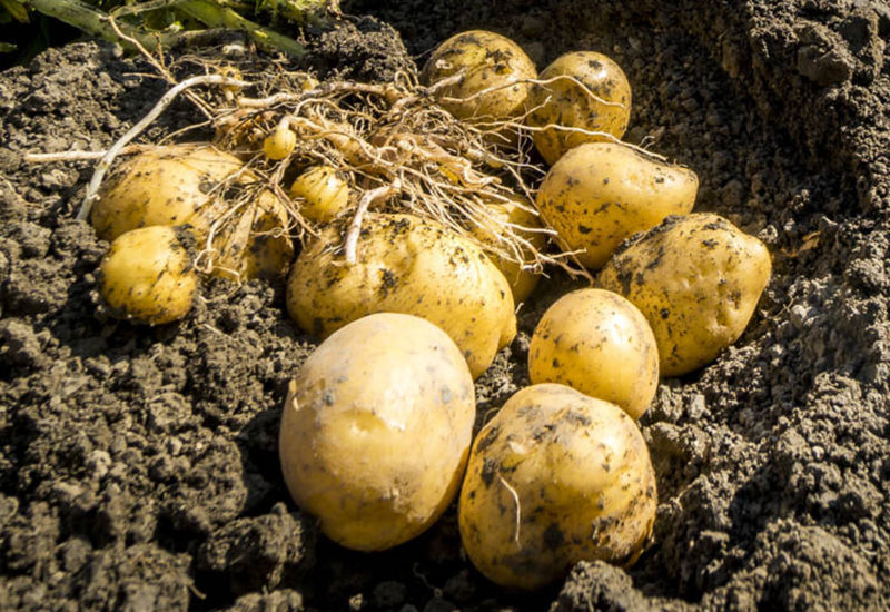 Potęga ziemniaka w Europie