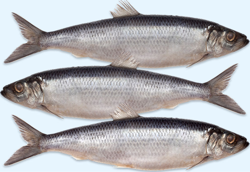 Śledź - polska potrawa narodowa