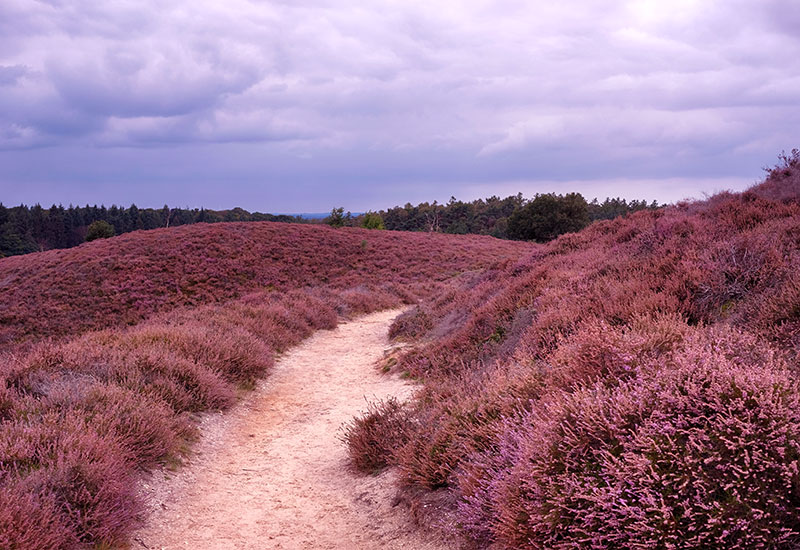 Holandia nieznana - Park Narodowy Veluwe