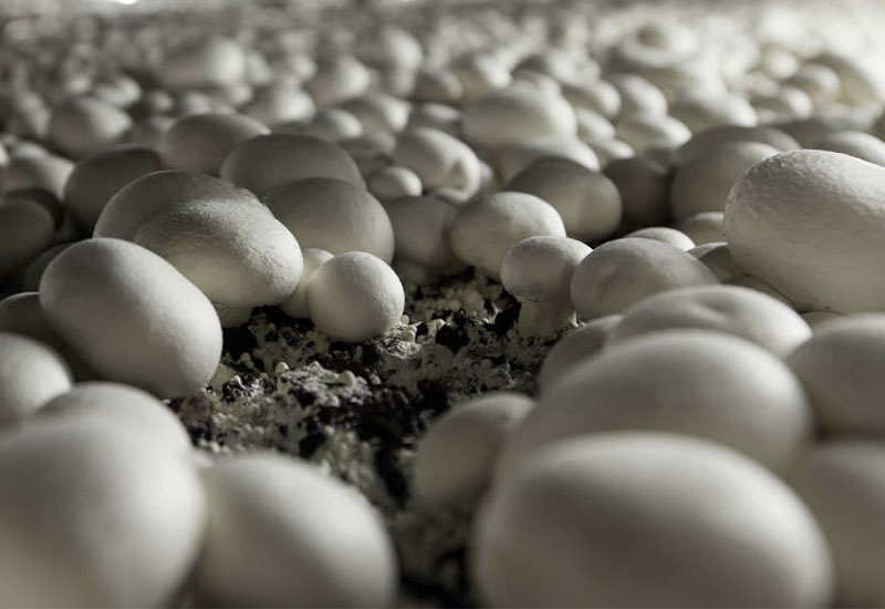 Sprawiedliwe pieczarki w polskiej konstrukcji