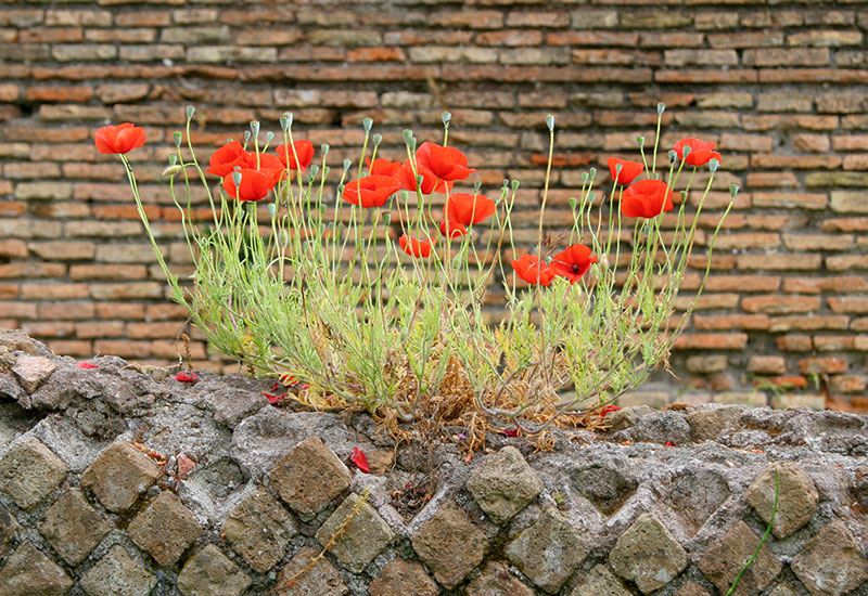 Cegła postępu cywilizacyjnego