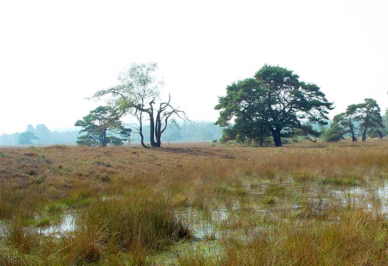 Wrzosowisko "Leersumse Veld"