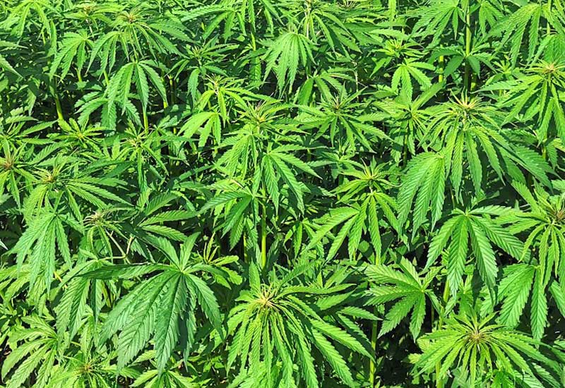 Holenderska polityka tolerowania narkotyków 