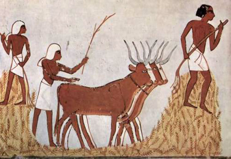 Wiara w Boga zawdzięcza karierę rolnictwu