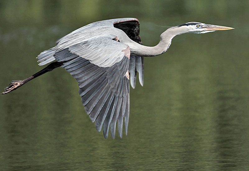 Czapla siwa - holenderski ptak miasta i wsi
