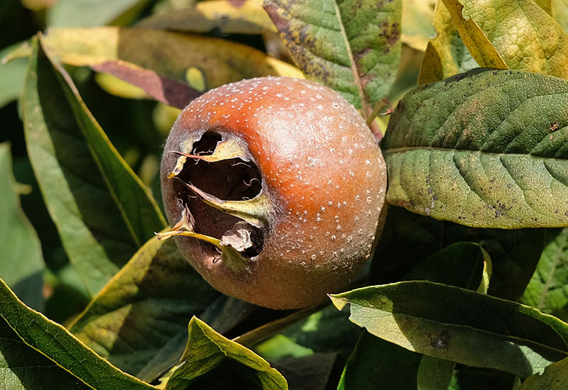 Zgniły przysmak Zgniłego Zachodu