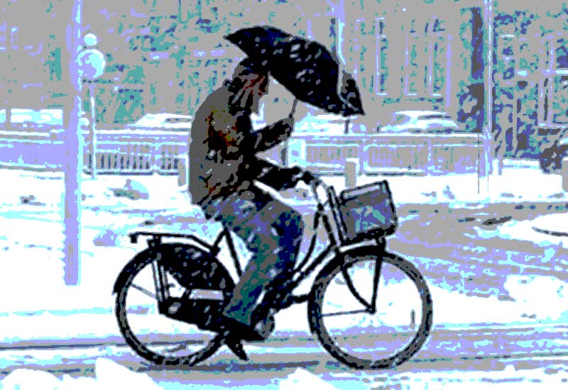 Holenderskie święte krowy na rowerze