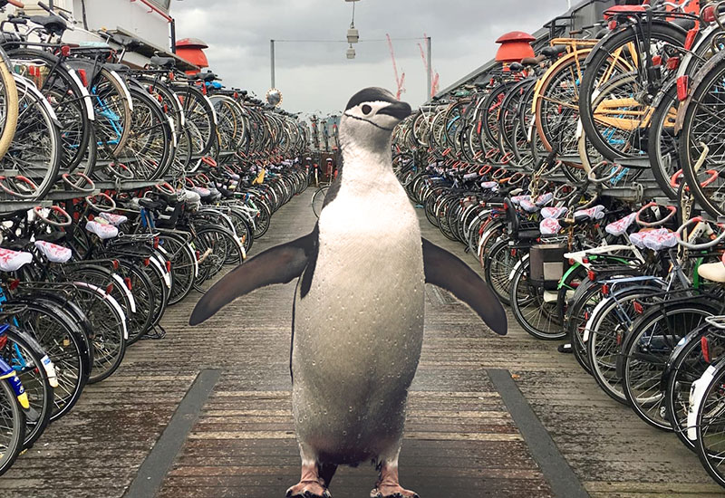 Jak pingwiny odnajdują swoje rowery?