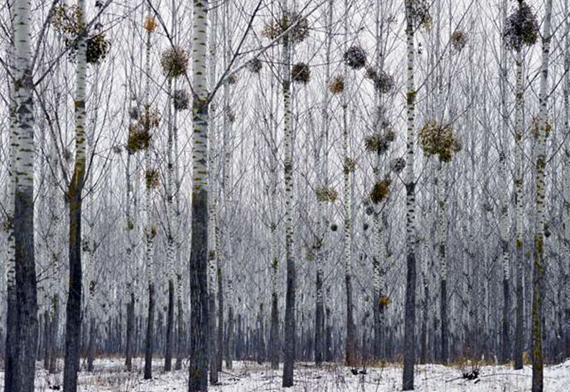 Pogańska jemioła odpędzała złe duchy