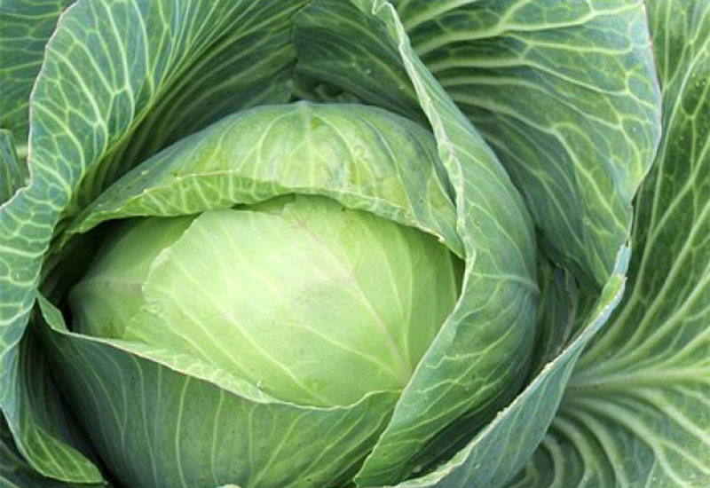 Kapusta w jej holenderskich odmianach