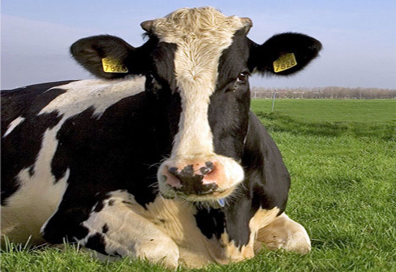 Fryzyjska krowa, czyli czego nie wiedziałeś o krowach