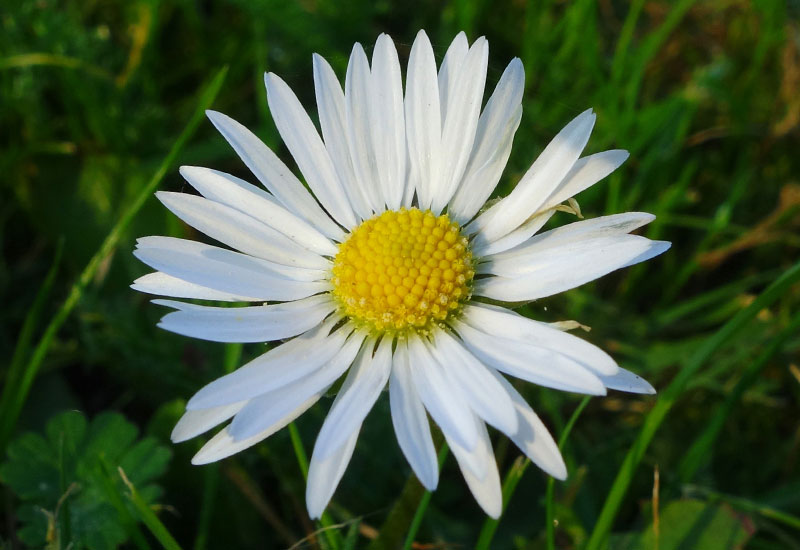 Cztery pory roku z holenderskiego polderu