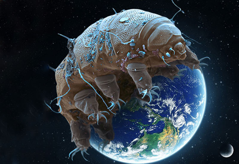 Niesporczak - fenomen przetrwania