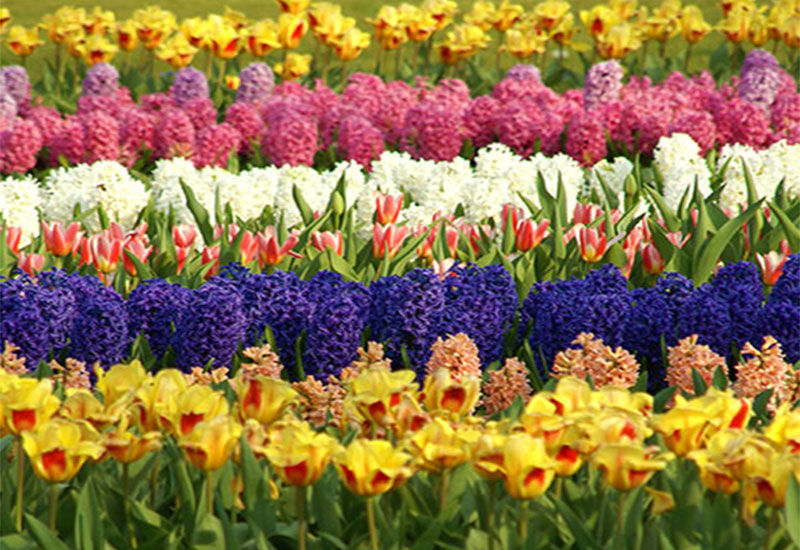 Kwietniowe pola tulipanów