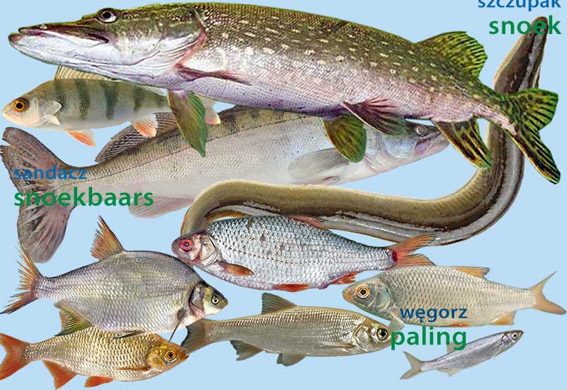 Ryby w holenderskich kanałach