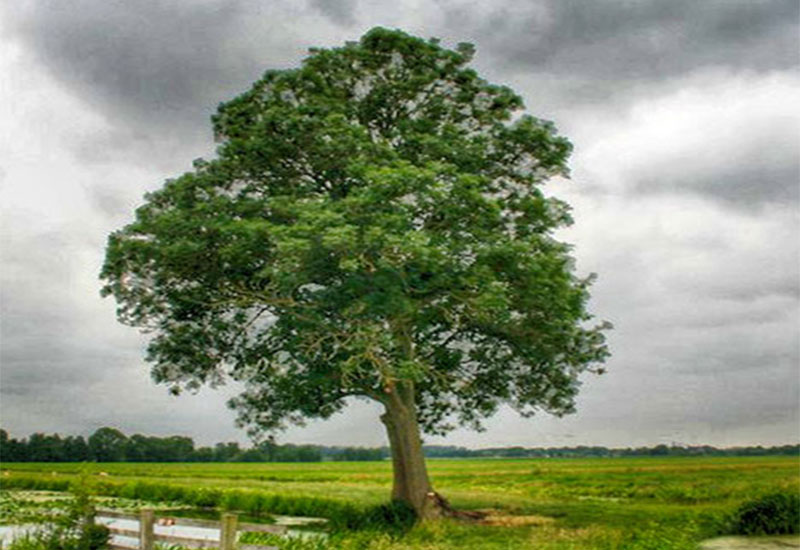 Słowniczek holenderskich drzew