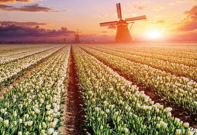 Holandia - statystyki kraju wielkości Mazowsza