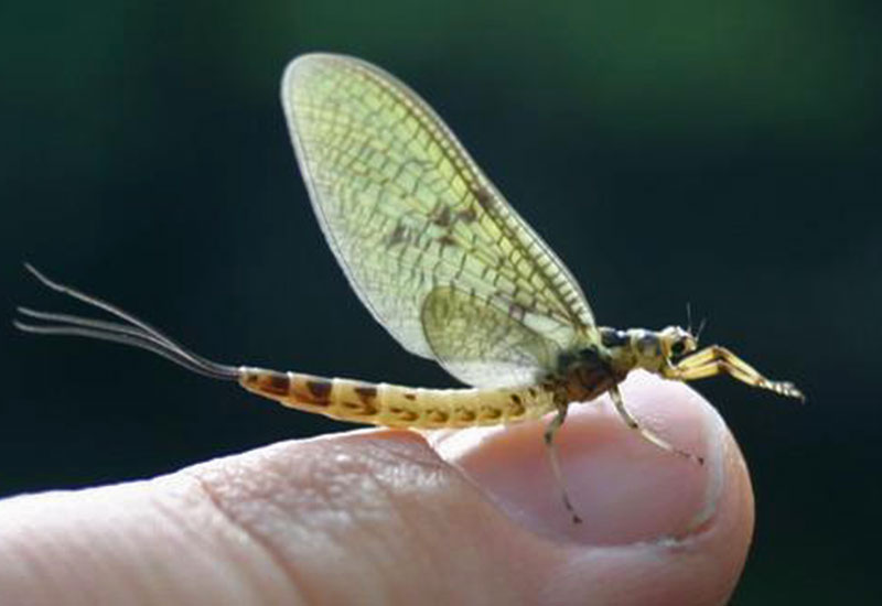 Świat oczami jętki