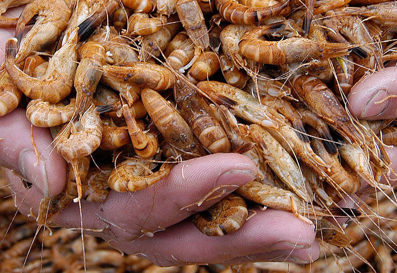 Świeże krewetki z Polski