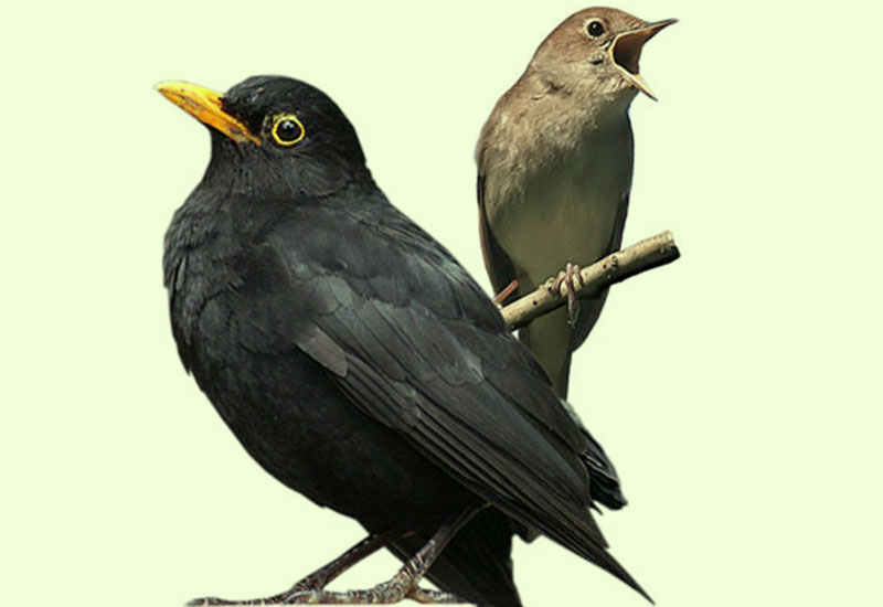 Śpiewające ptaki Holandii