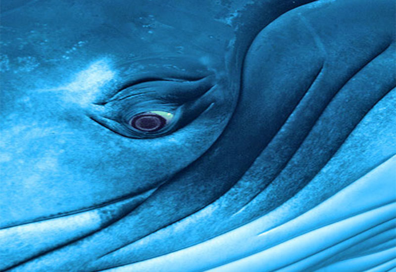 Holenderskie wielorybnictwo