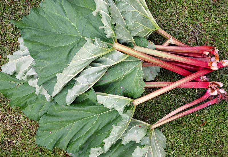 Wiosenne ciasto z rabarbarem