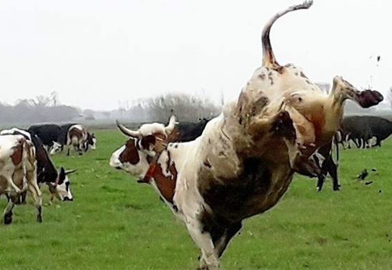 Wiosenny taniec krów