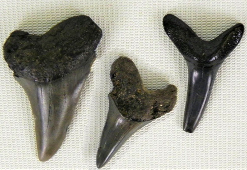 Prehistoryczne zęby rekina na holenderskiej plaży