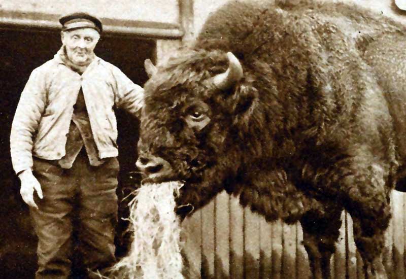 Żubr z Amsterdamu i jego potomstwo w Białowieży